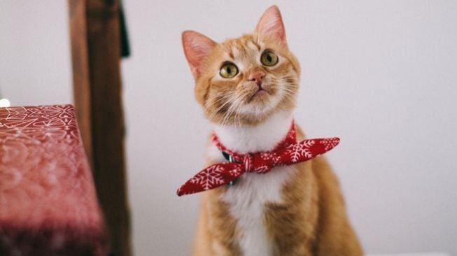 5 Fakta Unik Kucing, Tak Bisa Rasakan Manis hingga Peka Emosi Pemiliknya