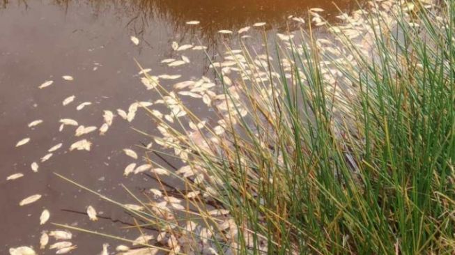 Heboh, Ribuan Ikan Mendadak Mati di Cianjur, Petani Rugi Puluhan Juta