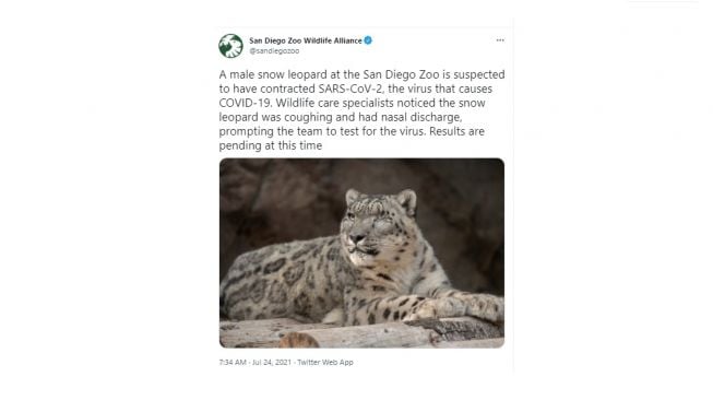 Macan tutul putih positif Covid-19. [Twitter/@sandiegozoo]