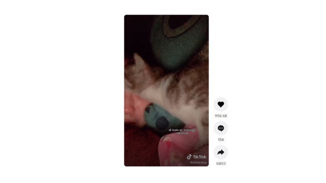 Aksi sweet kucing hapus air mata pemiliknya. [TikTok]