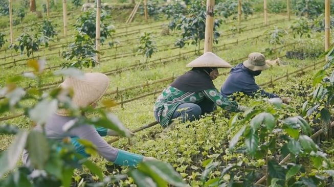 LPEI Gandeng Koperasi GLB Luncurkan Desa Devisa Kopi di Subang