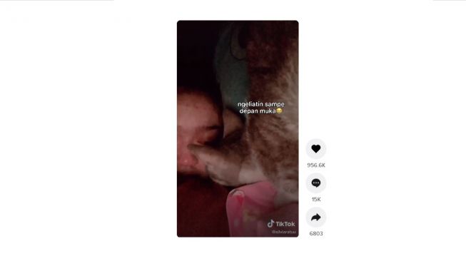 Aksi sweet kucing hapus air mata pemiliknya. [TikTok]