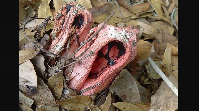 Latin clathrus ruber, lattice stinkhorn. [Wikipedia]