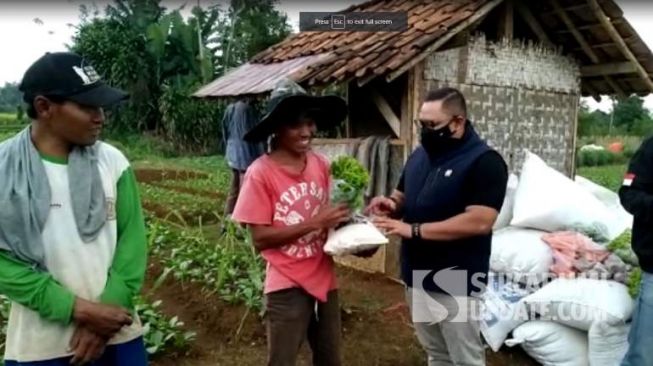 Viral Petani Babat Sawi karena Rugi, Ujungnya Diborong Anggota DPRD