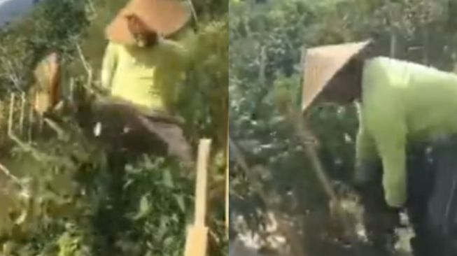 Viral Petani Ngamuk sampai Merusak Tanaman Cabai di Kebun, Aksinya Bikin Publik Geram