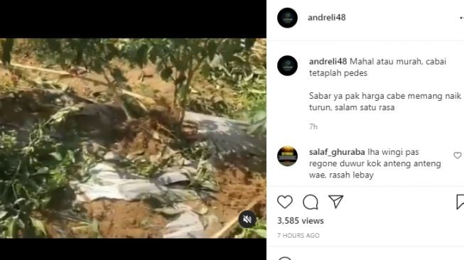 Viral petani ngamuk diduga kesal karena harga cabai murah. (Instagram/andreli48)