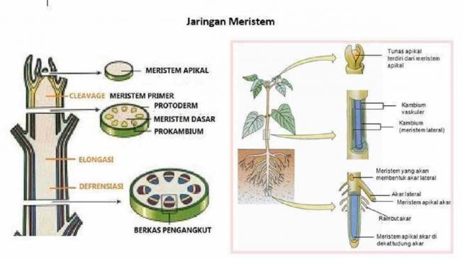 Ciri Jaringan Meristem pada Tumbuhan yang Aktif Membelah