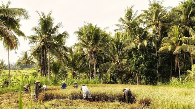 Bantu Wujudkan Ketahanan Pangan, Serapan KUR Tembus Rp70,3 Triliun