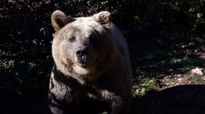 Beruang cokelat Jepang (Ursus arctos). [STR/AFP]