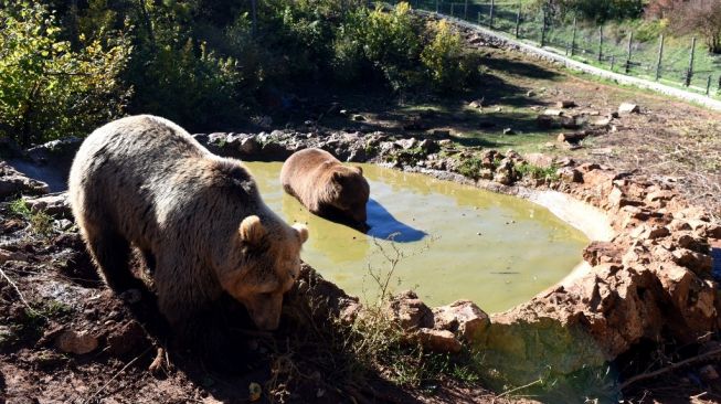 Beruang cokelat Jepang (Ursus arctos). [STR/AFP]