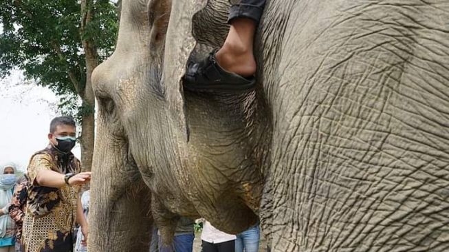 Wali Kota Medan Bobby Nasution mengunjungi kebun binatang Medan atau Medan Zoo. [Ist]