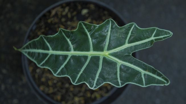 Tanaman alocasia. (Pixabay/Nur Kayat)