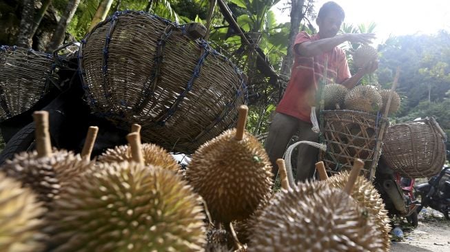 Petani membongkar muat buah durian hasil panen di Samadua, Aceh Selatan, Aceh, Sabtu (7/8/2021). [ANTARA FOTO / Irwansyah Putra]