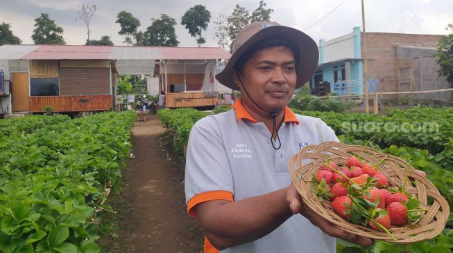 Dari Obrolan Warung Kopi, Roy Sukses Cuan Puluhan Juta dari Bisnis Strawberry