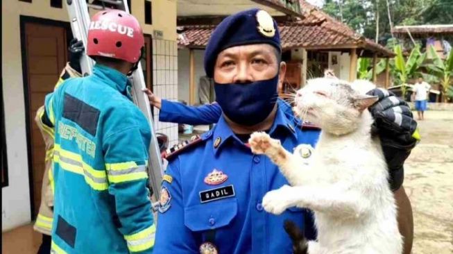 Bikin Resah, Kawanan Kucing Liar Rusak Rumah Warga