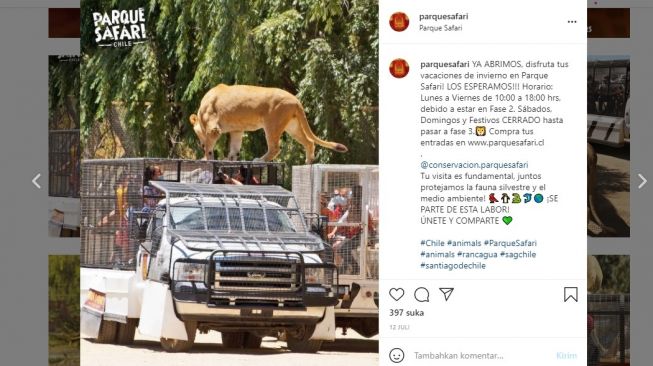 Unggahan di taman safari Chili yang memperlihatkan singa mendekat ke pengunjung.[Instagram]