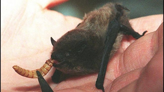 Kelelawar Pipistrelle Nathusius. [Eric Cabanis/AFP]