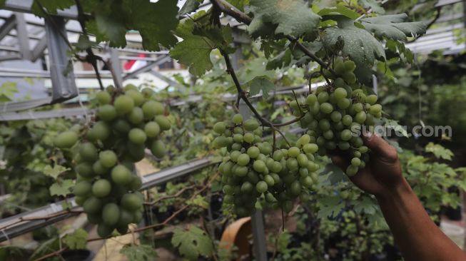 Petani merawat tanaman anggur di Kebun Imut Sinakal, Duren Sawit, Jakarta, Senin(9/8/2021). [Suara.com/Angga Budhiyanto]