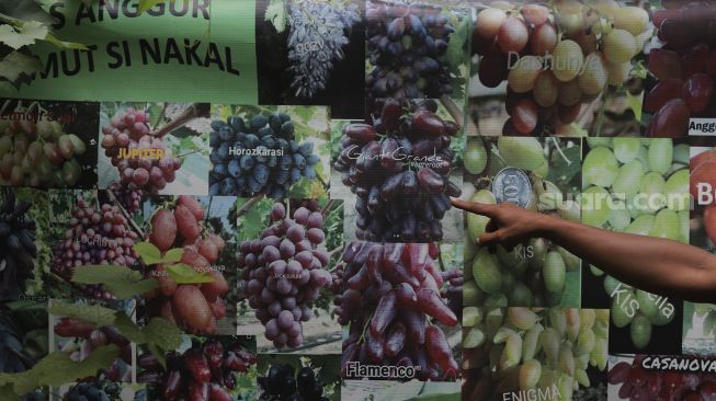 Petani menunjukkan beberapa varietas tanaman anggur di Kebun Imut Sinakal, Duren Sawit, Jakarta, Senin (9/8/2021). [Suara.com/Angga Budhiyanto]