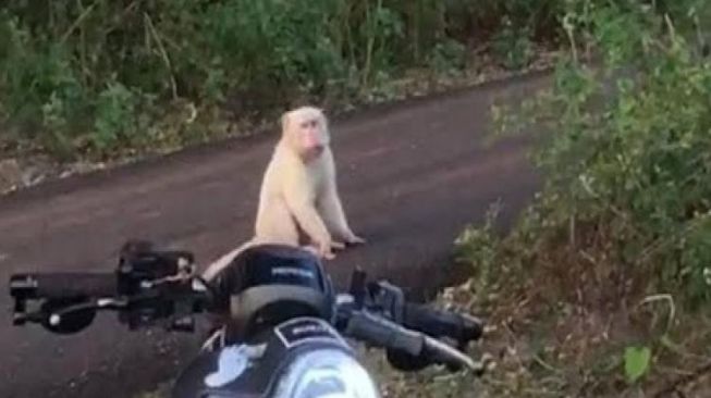 Viral Monyet Berbulu Putih Berkeliaran di Uluwatu, Ini Penjelasan BKSDA