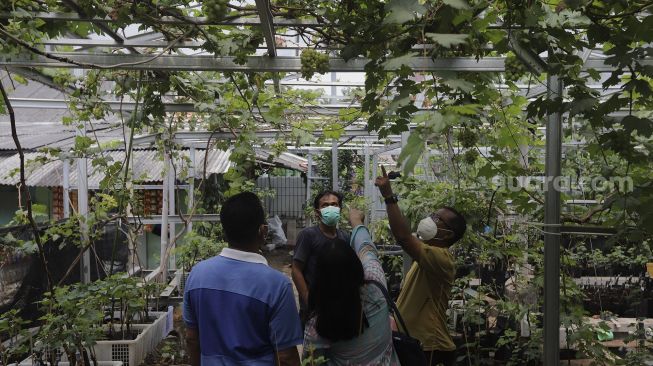 Pengunjung memilih tanaman anggur di Kebun Imut Sinakal, Duren Sawit, Jakarta, Senin (9/8/2021). [Suara.com/Angga Budhiyanto]