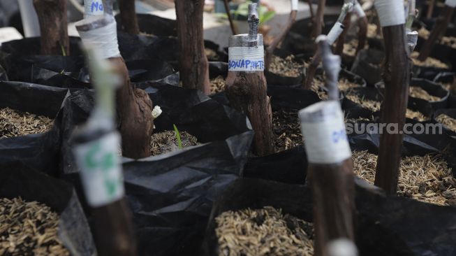 Beberapa bibit tanaman anggur berada di Kebun Imut Sinakal, Duren Sawit, Jakarta, Senin (9/8/2021). [Suara.com/Angga Budhiyanto]