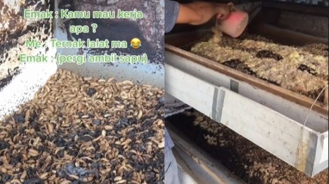 Viral Cowok Curhat Ditentang Ortu saat Mau Kerja Ternak Lalat, Kini Disayang