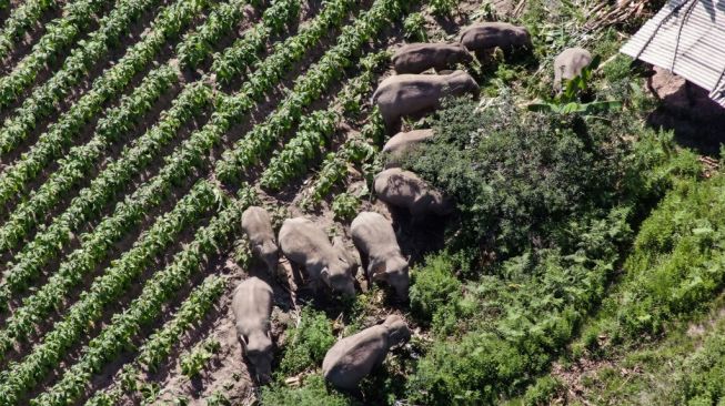 Berkeliaran Selama 1 Tahun, Gajah Kabur di China Kembali Pulang