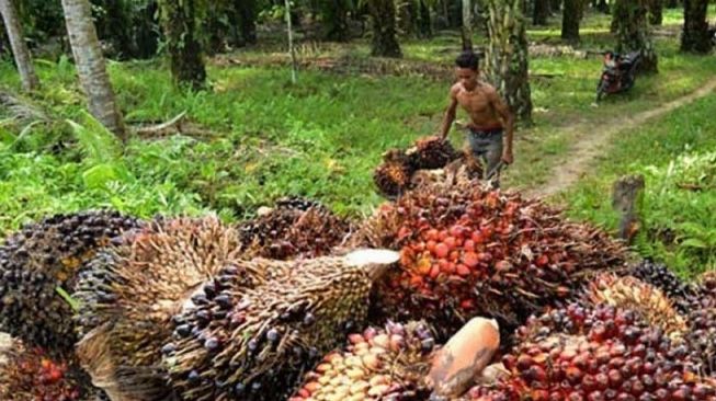 Harga Sawit Riau Meroket Pekan Ini, Tembus Rp 3.401 per Kg