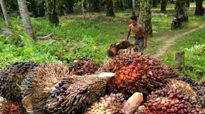 Harga Sawit Tingkat Petani Naik Jadi Rp1.500 Per Kg