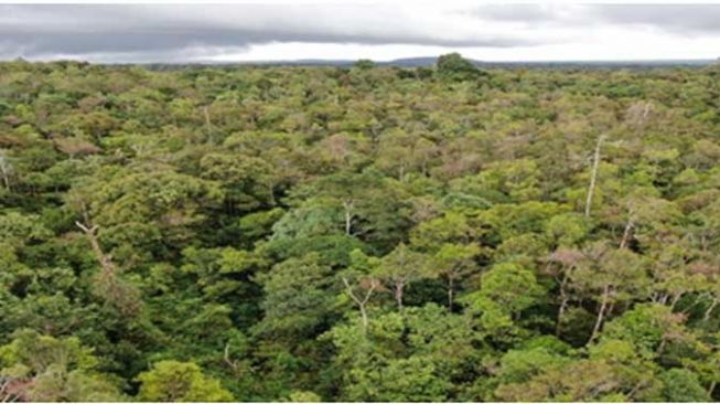 Hutan lokasi areal konflik Masyarakat Adat Pandumaan-Sipituhuta dengan PT. Toba Pulp Lestari, tanaman penuh eukaliptus di lokasi PT. TPL Sektor Tele, Humbang Hasundutan. [Barita News Lumbanbatu]