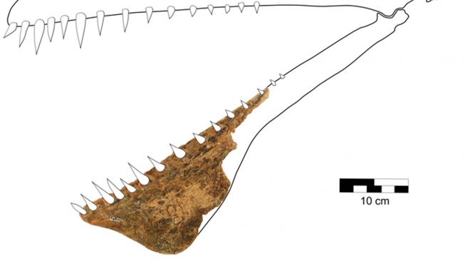 Dinosaurus mirip naga, thapunngaka shawi. [Skynews] 