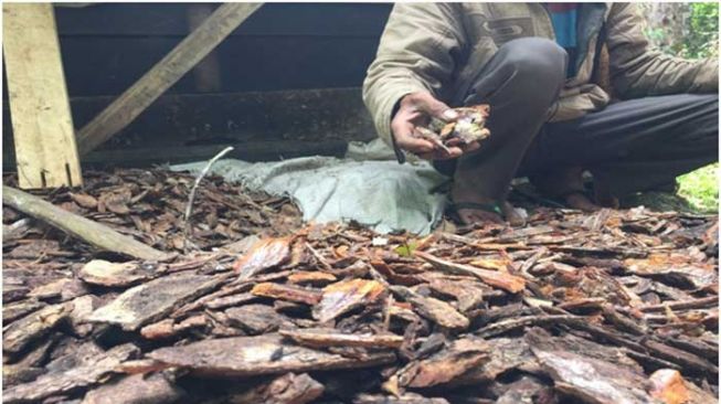 Seorang petani kemenyan mengumpulkan hasil menderes getah pohon kemenyan di hutan adat Desa Pandumaan-Sipituhuta, Kecamatan Pollung, Kab. Humbahas. [Barita N. Lumbanbatu]