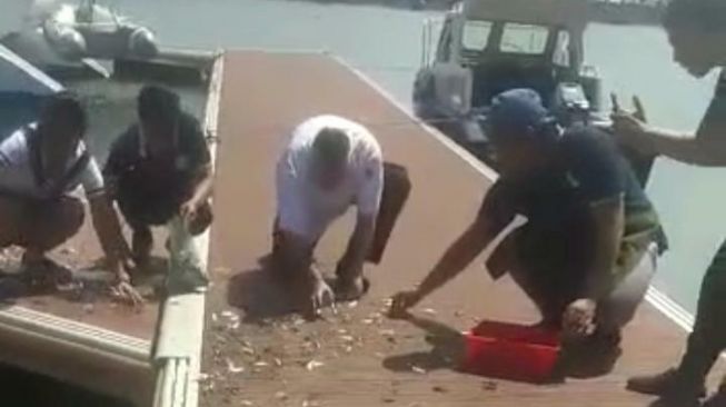 Viral Fenomena Ikan Berlompatan ke Darat di Banyuwangi Bukan Mistis, Begini Penjelasannya