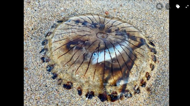 Translucent jellyfish, ubur-ubur transparan. [Facebook/Cornwall Wildlife Trust]