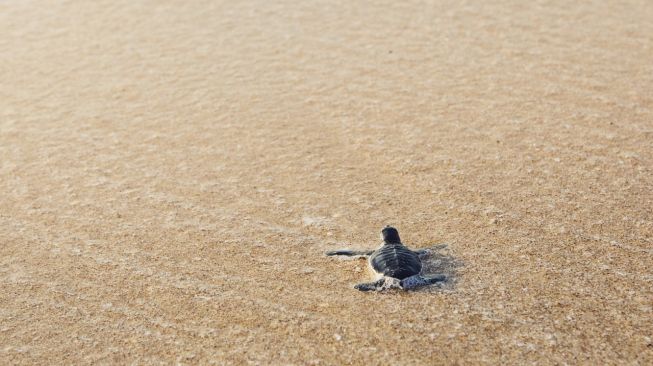 2 Kura-kura Galapagos Berhasil Dikembangbiakkan di Kebun Binatang untuk Pertama Kalinya