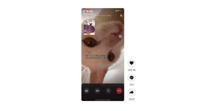 Aksi kocak kucing mengganggu vc dengan pacar. [TikTok]