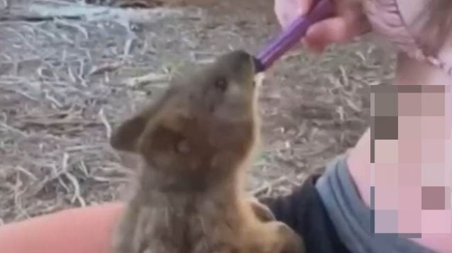 Viral Remaja Perempuan Paksa Hewan Quokka Hisap Vape, Kini Diburu Warganet