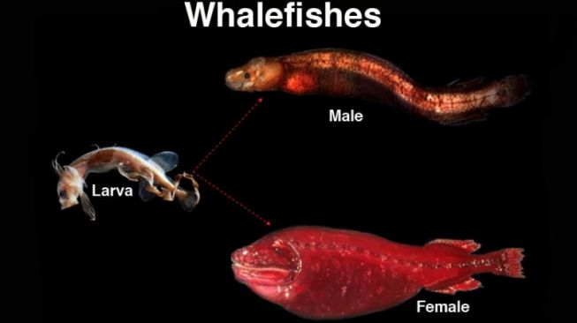 Paus misterius dari ordo Cetomimiformes. [Ocean.si.edu]