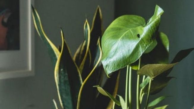 Ilustrasi tanaman hias beracun. (pexels.com)