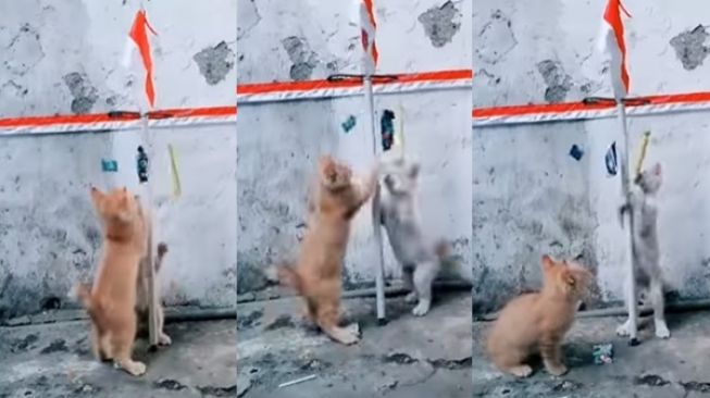 Menggemaskan! Video Anak Kucing Lomba 17 Agustus Bak Panjat Pinang