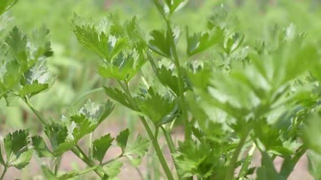 Jarang Diketahui, 7 Manfaat Daun Seledri Bagi Kesehatan Tubuh