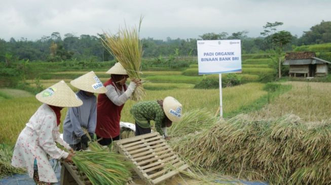 Selama Pandemi, Rp161 Triliun Kredit Mikro BRI Tersalurkan ke Sektor Pertanian