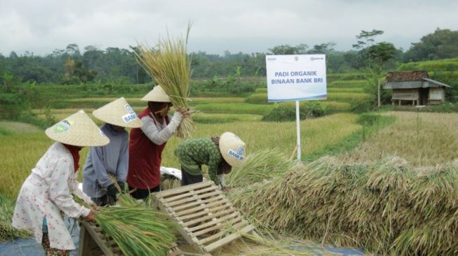 Rp161 Triliun Disalurkan BRI untuk Sektor Pertanian Selama Pandemi