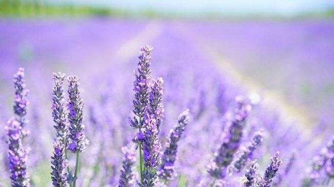 Ilustrasi Lavender. (Pixabay)