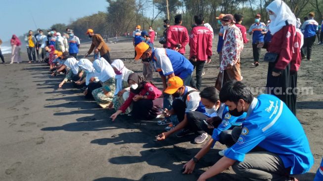 HUT Ke-76 Kemerdekaan RI, 76 Tukik Dilepasliarkan di Pantai Gua Cemara