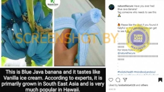 CEK FAKTA: Heboh Foto Pisang Berwarna Biru 'Blue Java Banana', Benarkah?