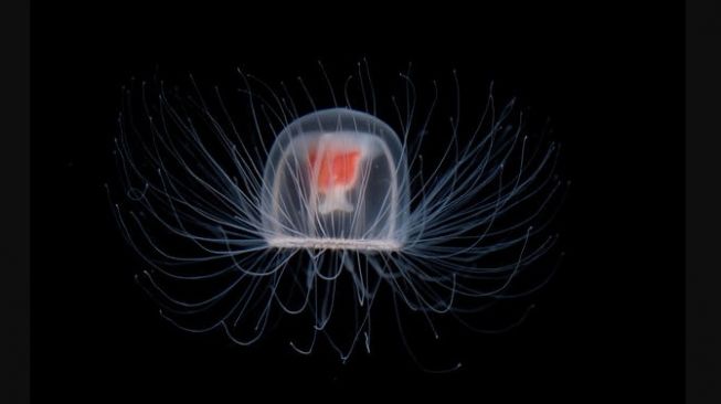 Turritopsis dohrnii. [American Museum of Natural History]