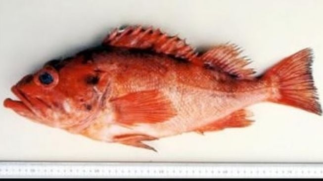 Rougheye rockfish. [Washington Department of Fish and Wildlife]