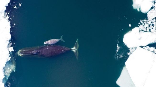 Paus kepala busur. [NOAA]